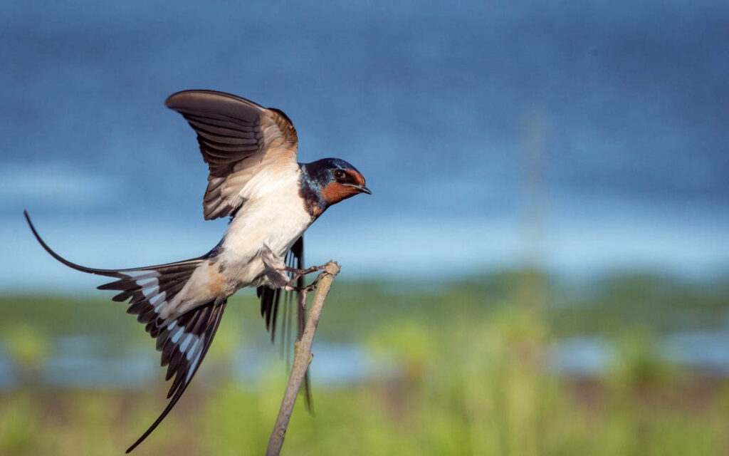 Best binoculars for bird watching