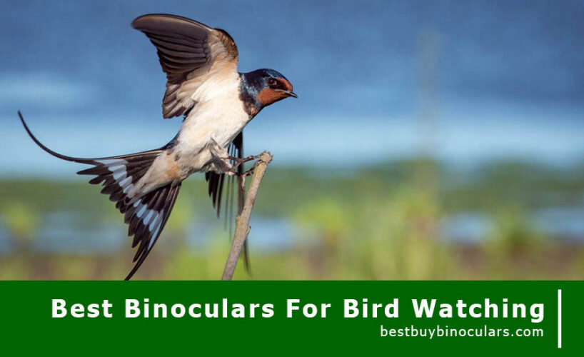 best-buy-binoculars-for-birdwatching-2019