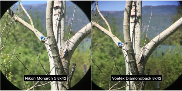 Vortex Optics Diamondback 8x42 vs Nikon Monarch 5 8x42