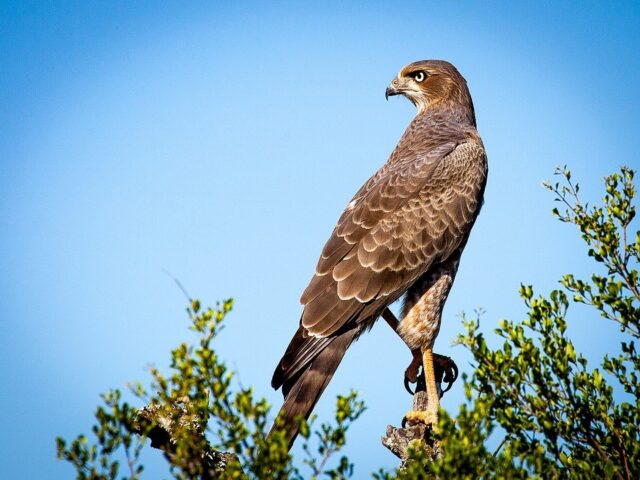 Bushnell Falcon 133410 image 