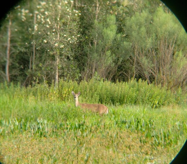 vortex crossfire binoculars 10x42 deer watching image quality